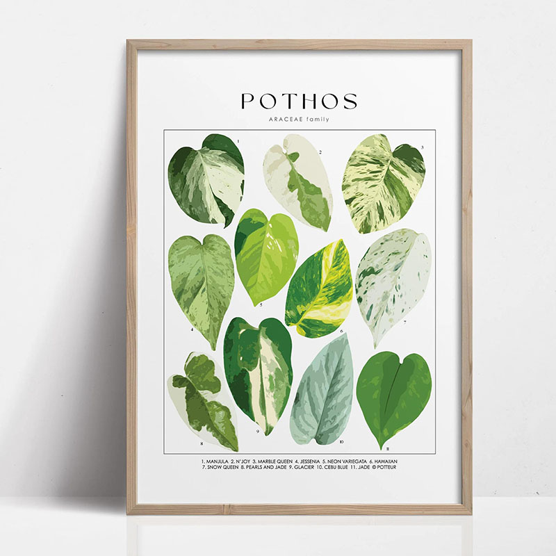 1pc Modern Houseplants Leaves  - Photography Pose 评论和价格